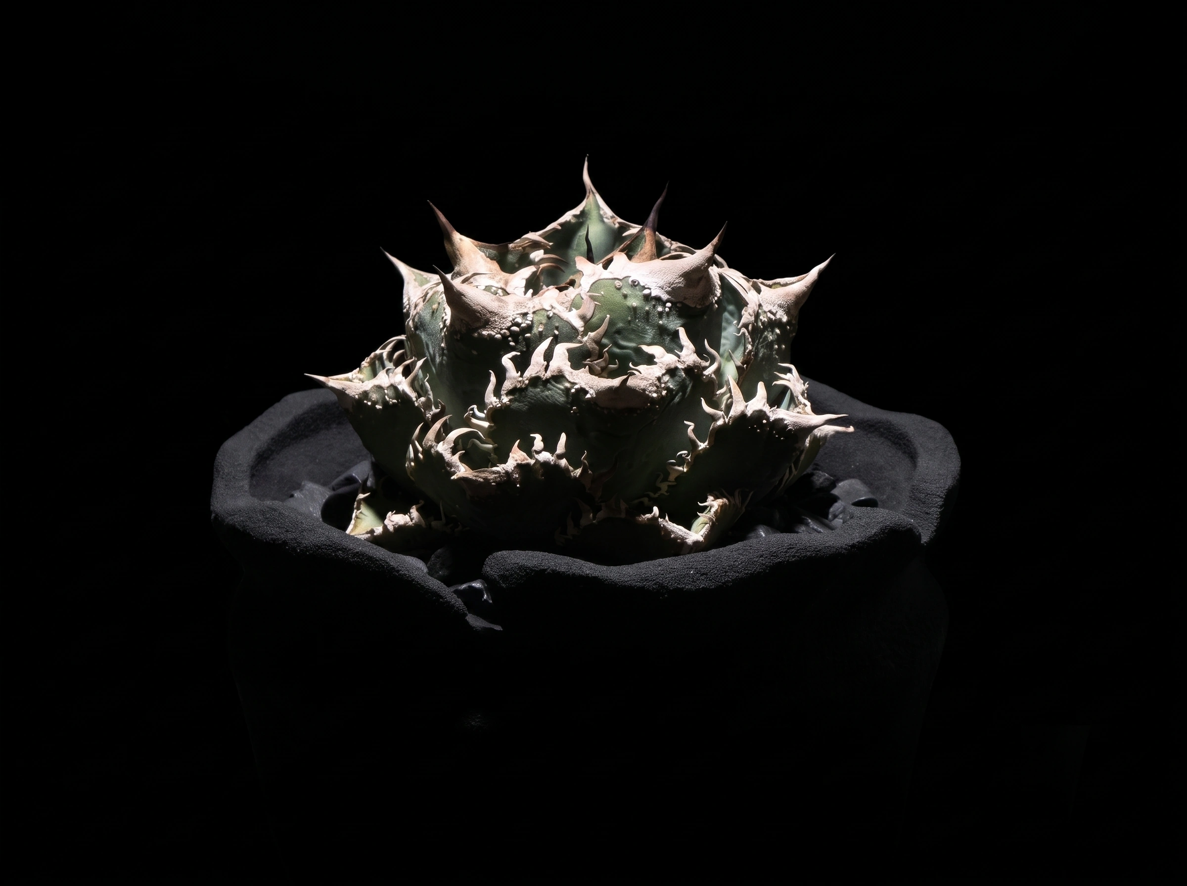 Agave titanota &lsquo;King of Kings&rsquo; specimen