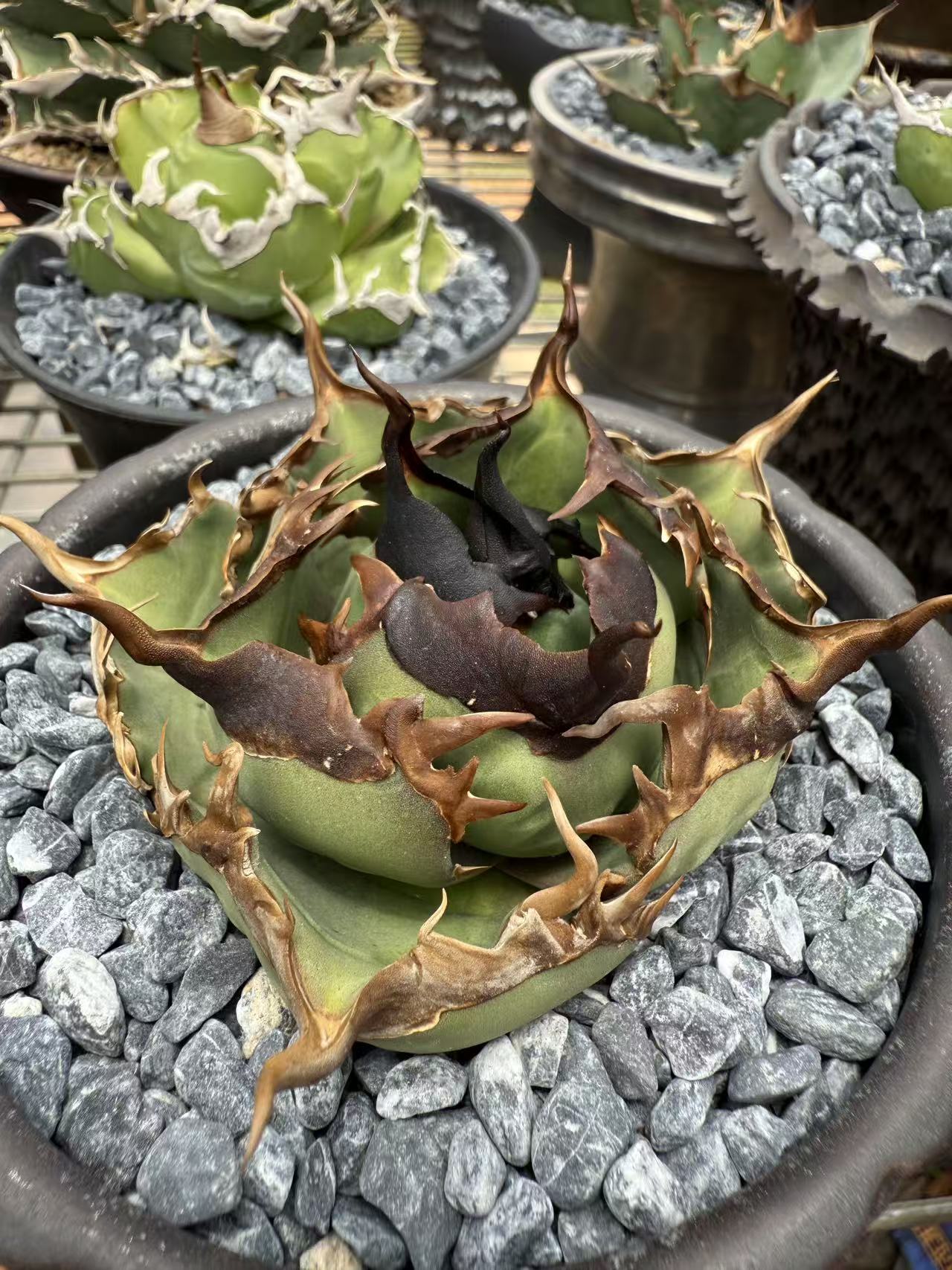 Collector-grade Agave titanota 'King of Kings' specimen at the 潮龍 nursery