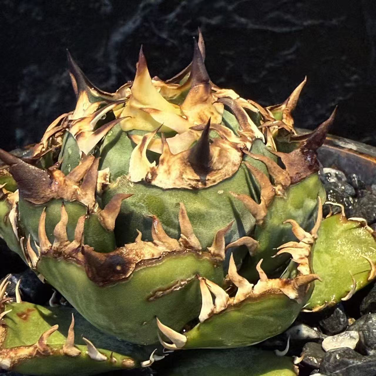 Macro detail of the cream-white spines of a King of Kings specimen