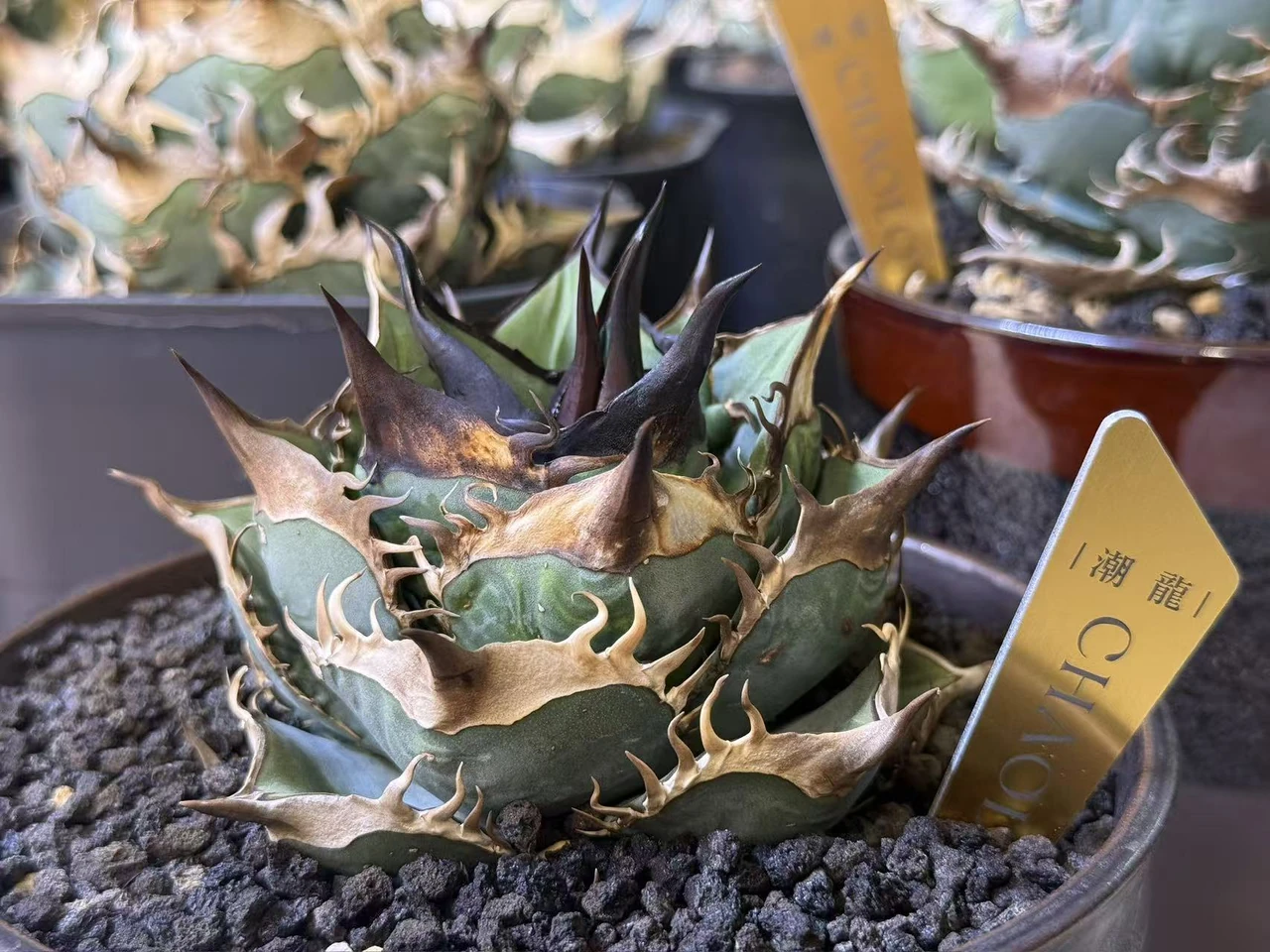 A King of Kings specimen beside the gold 潮龍 CHAOLONG nursery label